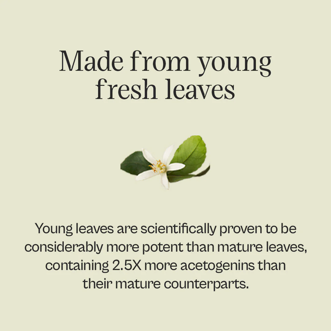 Graviola Leaf Tincture - Image 4
