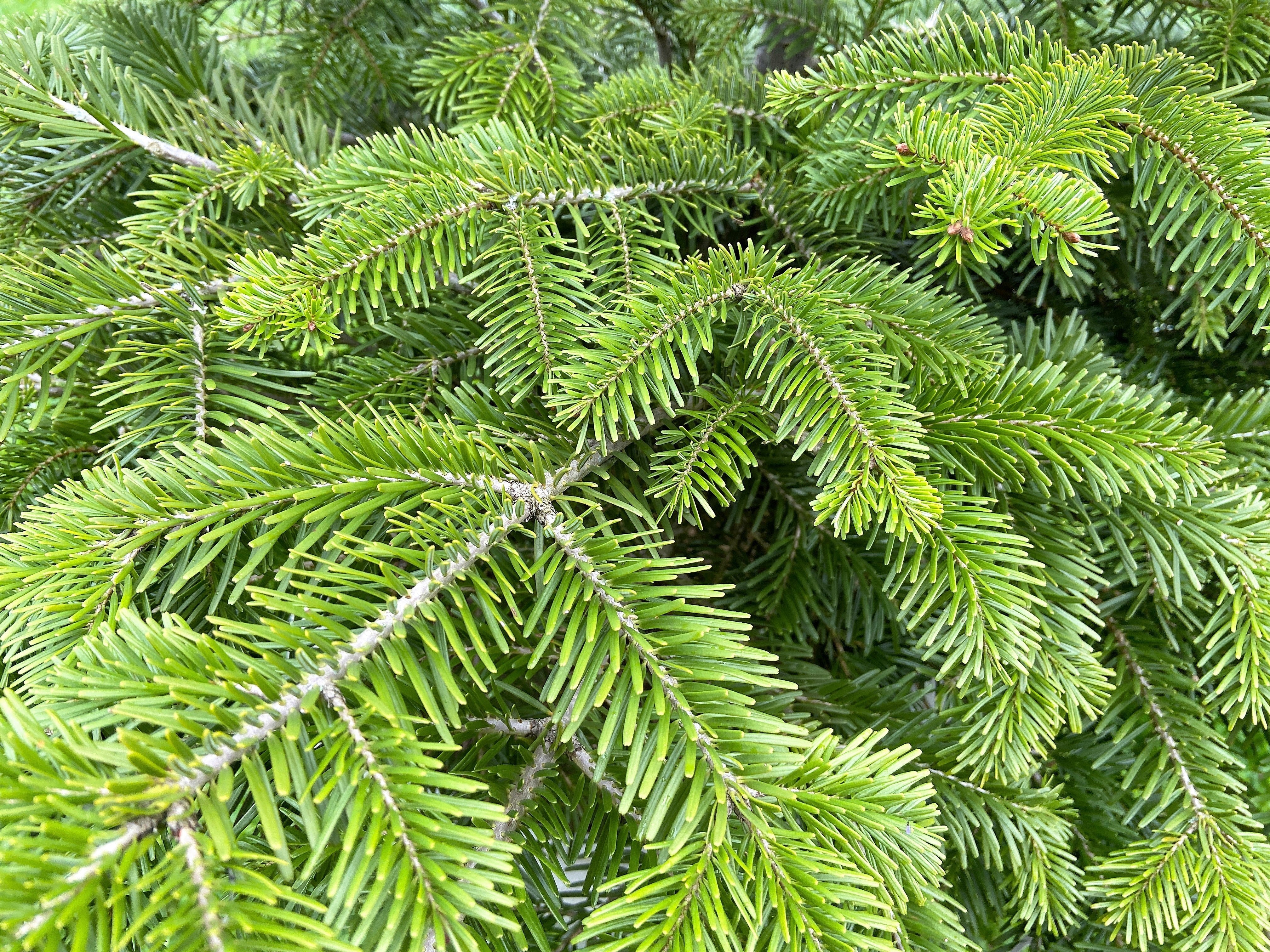 Grow Your Own CHRISTMAS TREE - Balsam Fir ( Abies Balsamea ) Gift Packet of Tree Seeds - Image 5