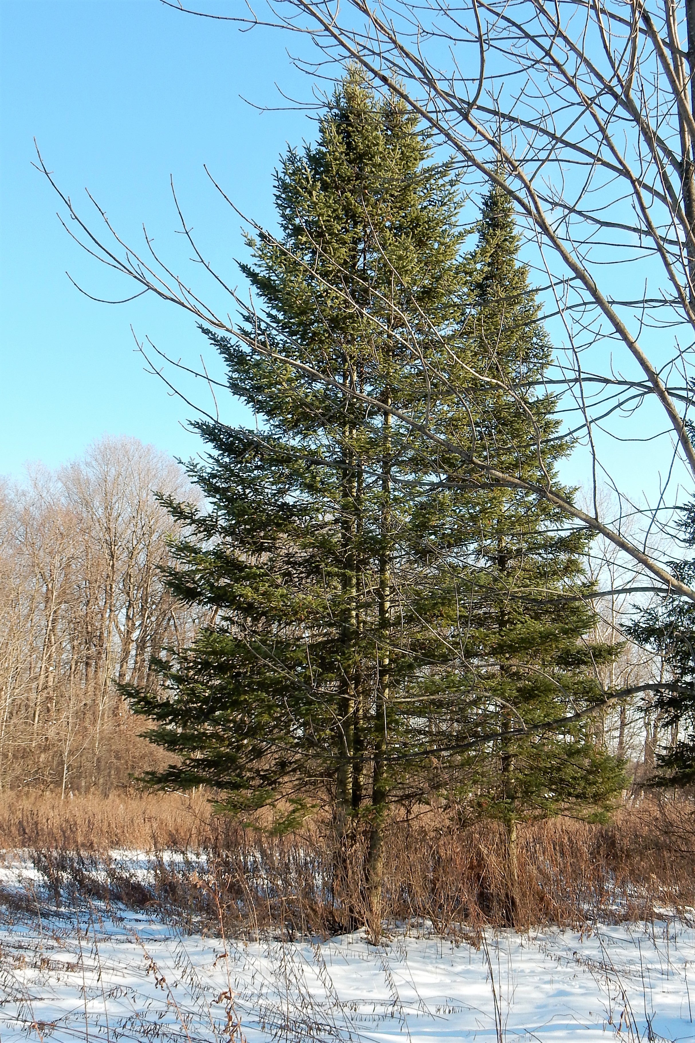 Grow Your Own CHRISTMAS TREE - Balsam Fir ( Abies Balsamea ) Gift Packet of Tree Seeds - Image 8