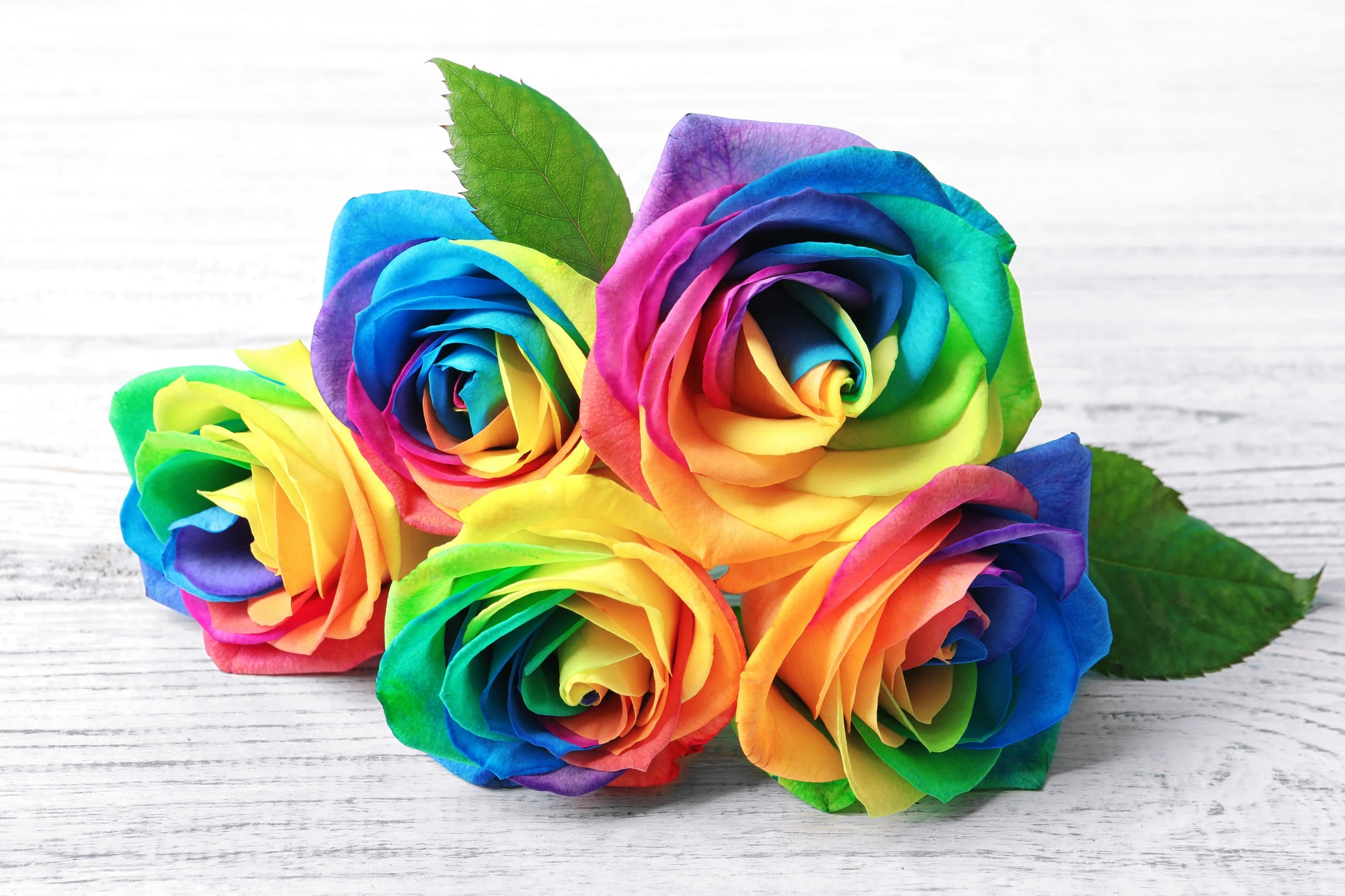 Make Your Own - 5 RAINBOW ROSE BUSH Seeds Shrub Rosa Flower - Image 6