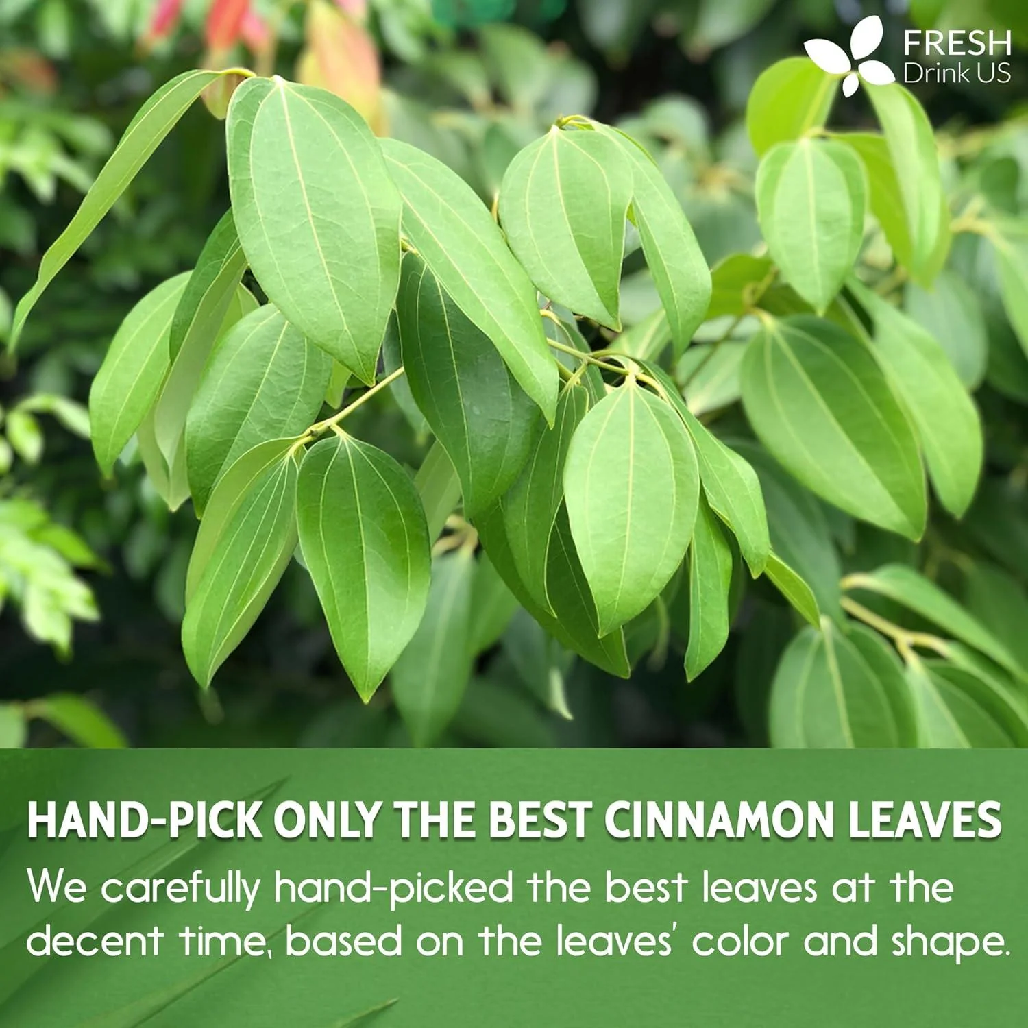 Natural Cinnamon Leaves, Whole Dried Cinnamon Leaves, Tea Bags, 100% Pure from Dried Cinnamon Leaves, Cinnamon Leaf Tea, No Additives, No Caffeine, Vegan - Image 8