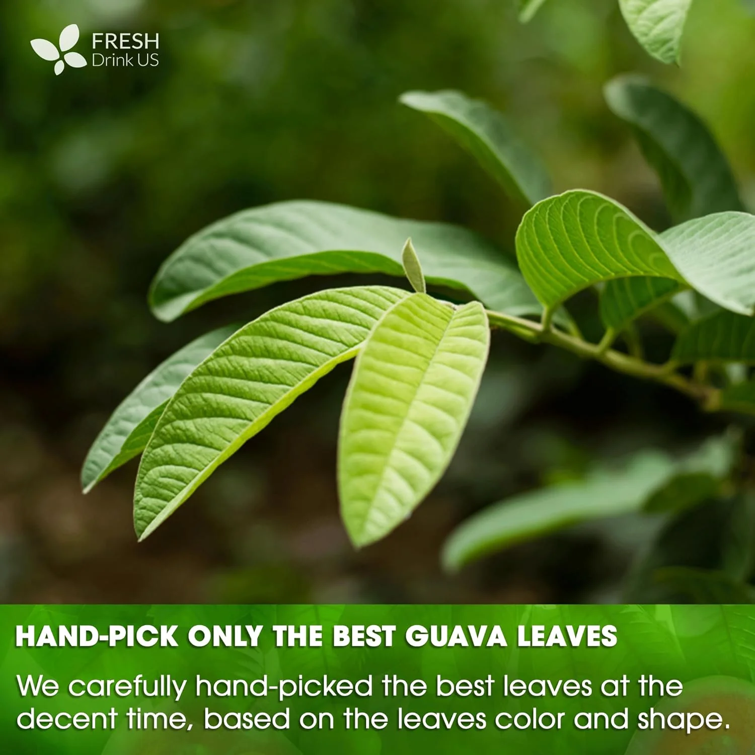 Natural Guava Leaves, Whole Dried Leaves, Cut-and-Sifted Guava leaves, 100% Pure from Guava Leaves, Natural Guava Loose Leaf Herbal Tea, No Additives, No Caffeine, Vegan - Image 7