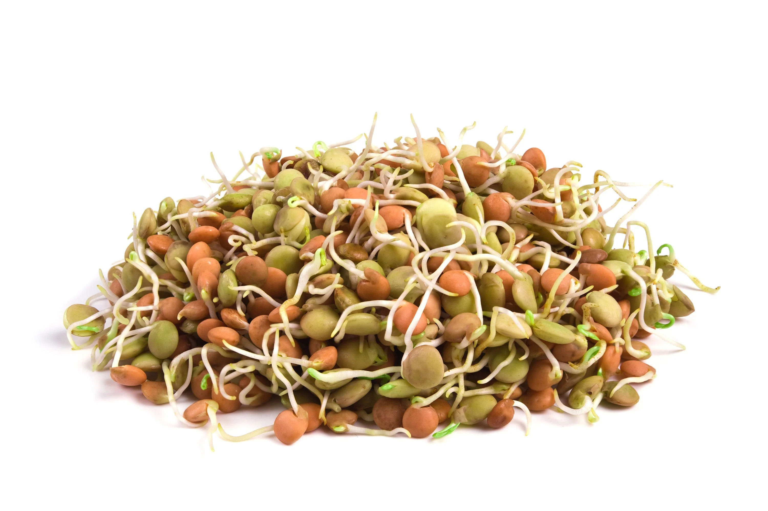 ORGANIC SPROUTING MIX - Peas, Mung & Adzuki Beans, Green, French, & Red Lentil Vegetable Sprout Seeds - Image 8