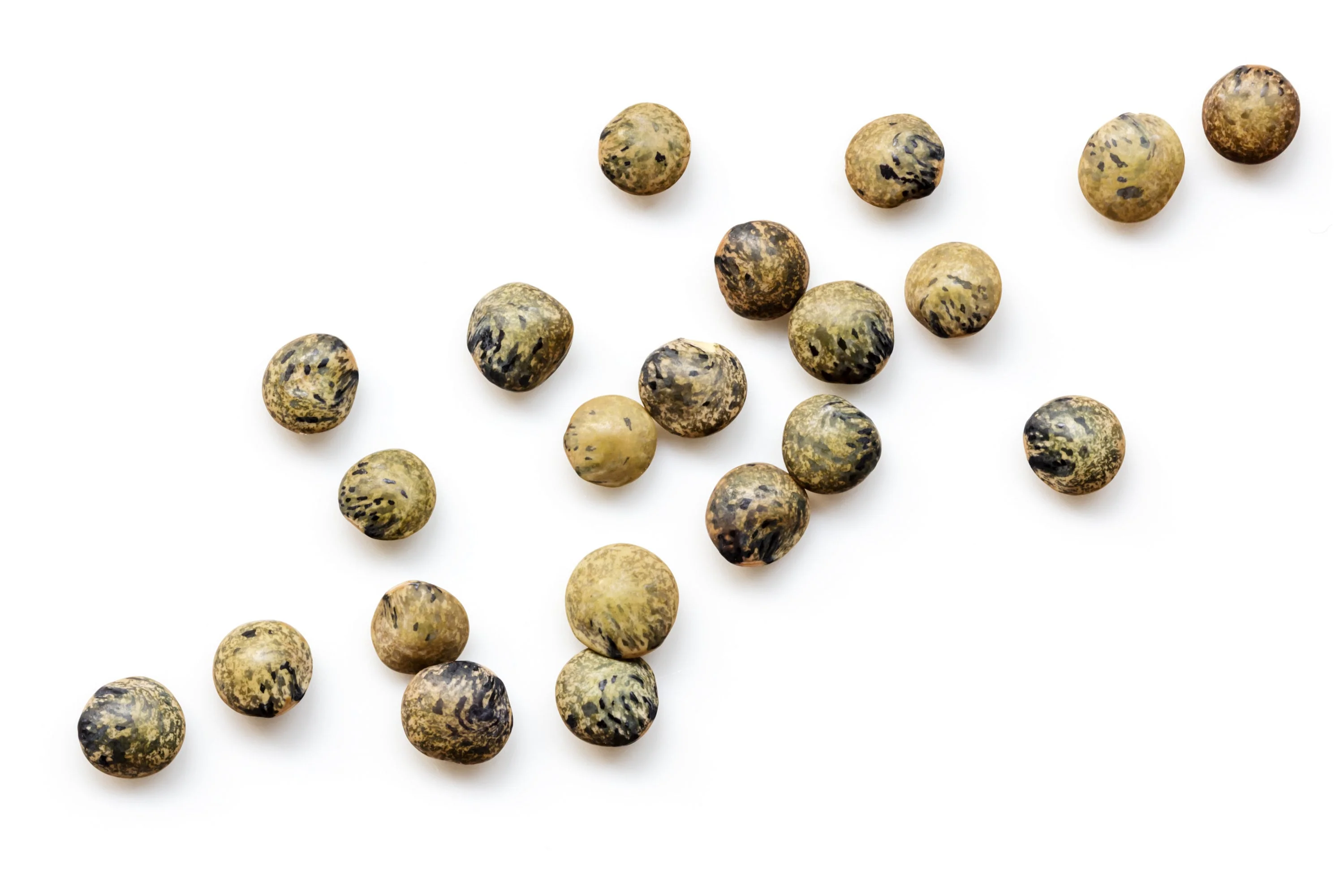 ORGANIC SPROUTING MIX - Peas, Mung & Adzuki Beans, Green, French, & Red Lentil Vegetable Sprout Seeds - Image 9