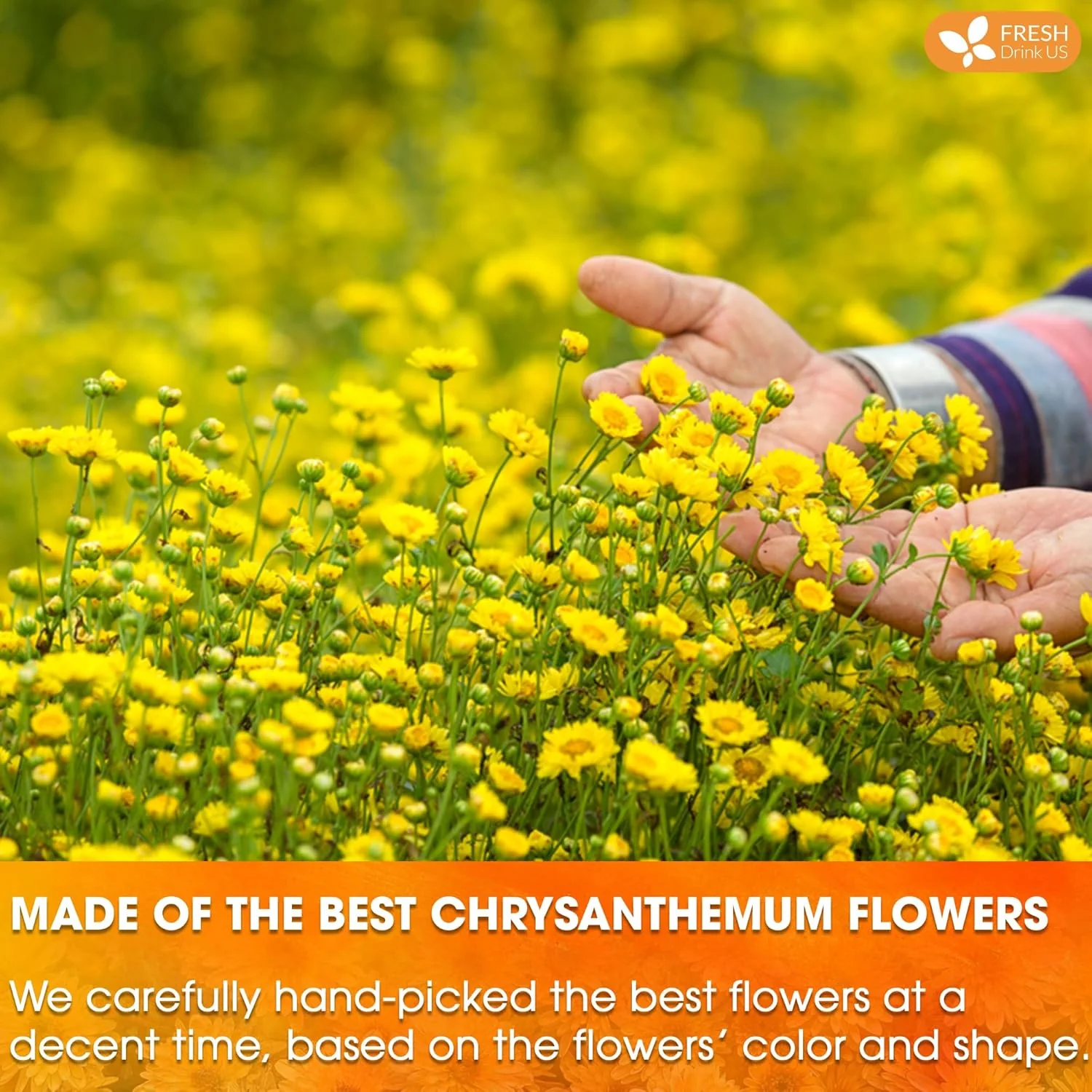 Premium 75 Chrysanthemum Flower Tea Bags - Image 6