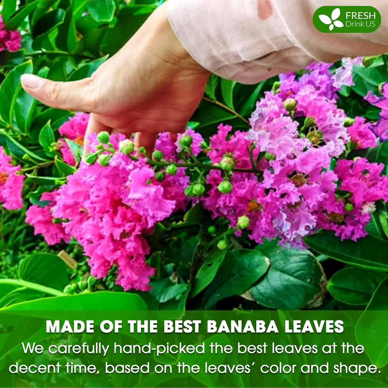 Premium Banaba Dried Leaves - Image 6
