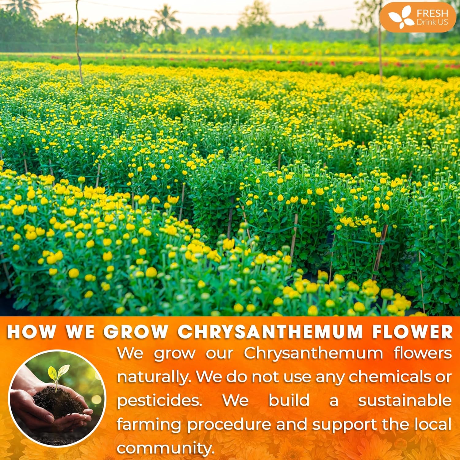 Premium Chrysanthemum Flowers, Chrysanthemum Herbal Tea, No Additives, No Caffeine, Vegan - Image 3