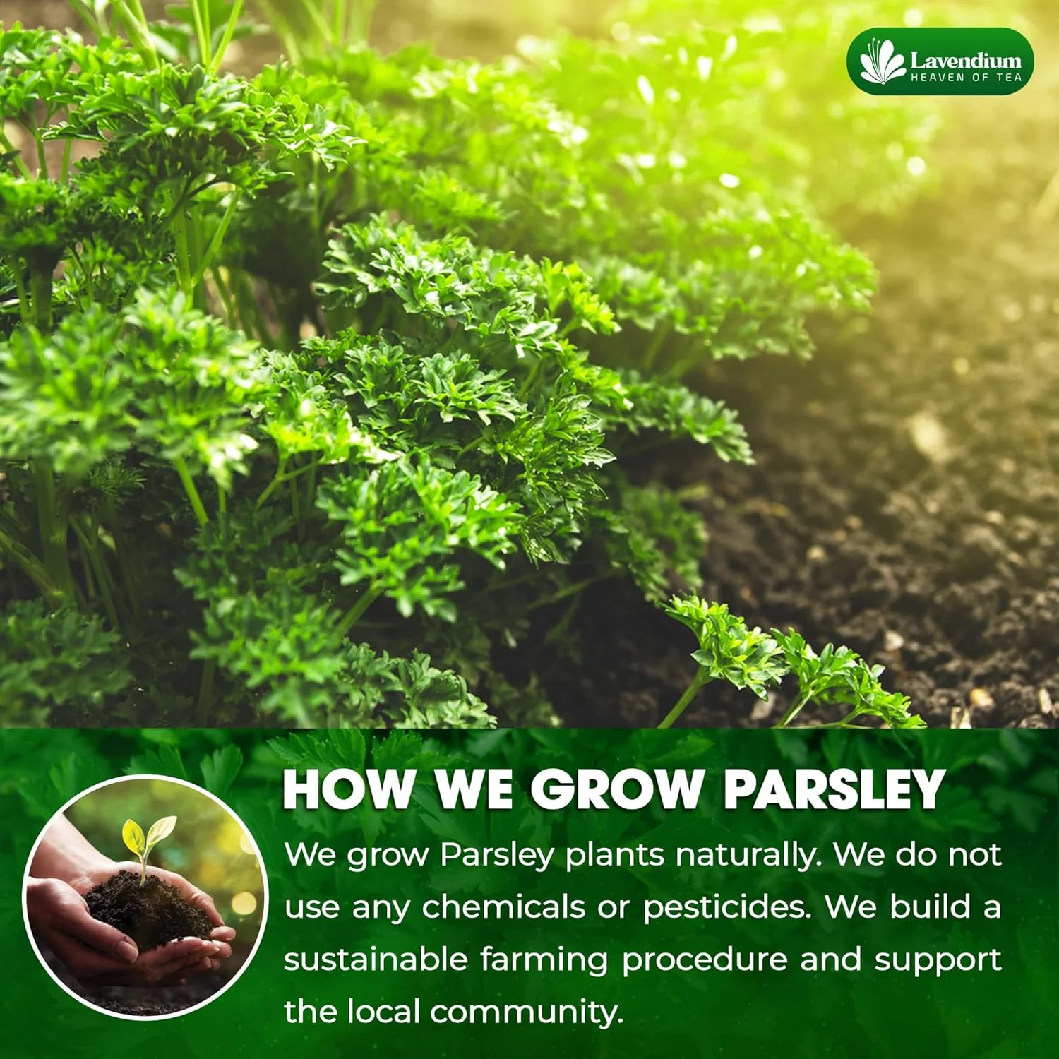 Premium Dried Parsley Leaves – 100% Pure, Non-GMO, Gluten-Free, Vegan – Aromatic Culinary Herb for Cooking, Garnish, and Seasoning - Image 4