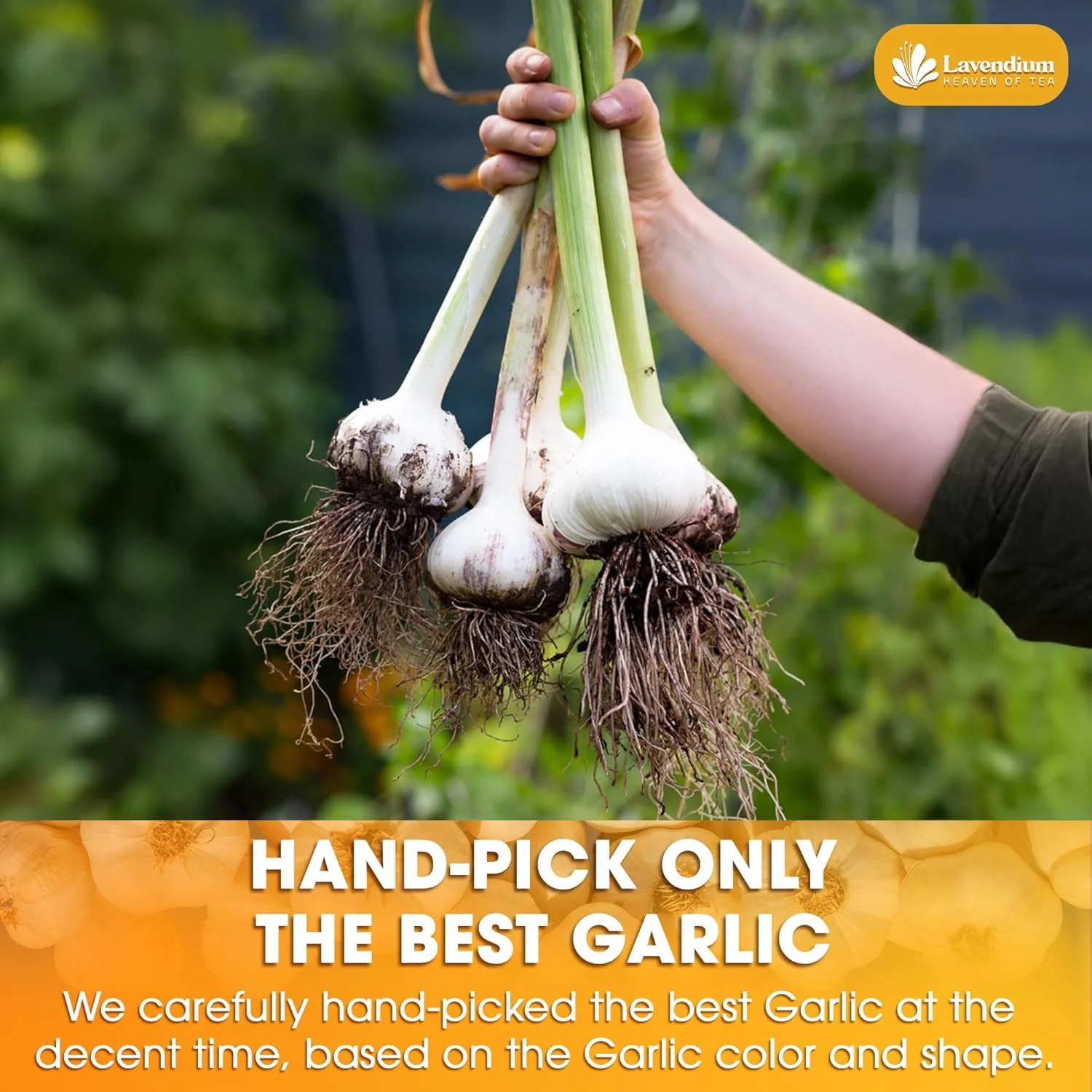 Premium Garlic Powder, 100% Natural and Pure from Garlic, Rich Flavor, Perfect for Cooking & Seasoning - Image 5