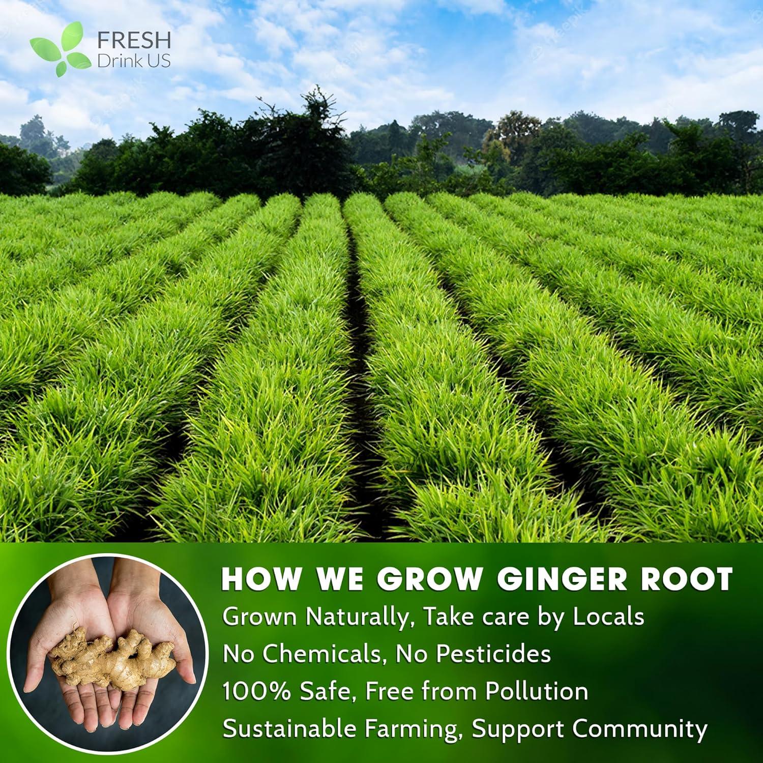 Premium Ginger Tea Bags, 100% Natural & Pure from Ginger Roots, Ginger Tea, Ginger Herbal Tea. Ginger Tea. No Sugar, No Caffeine, No Gluten, Vegan. - Image 6