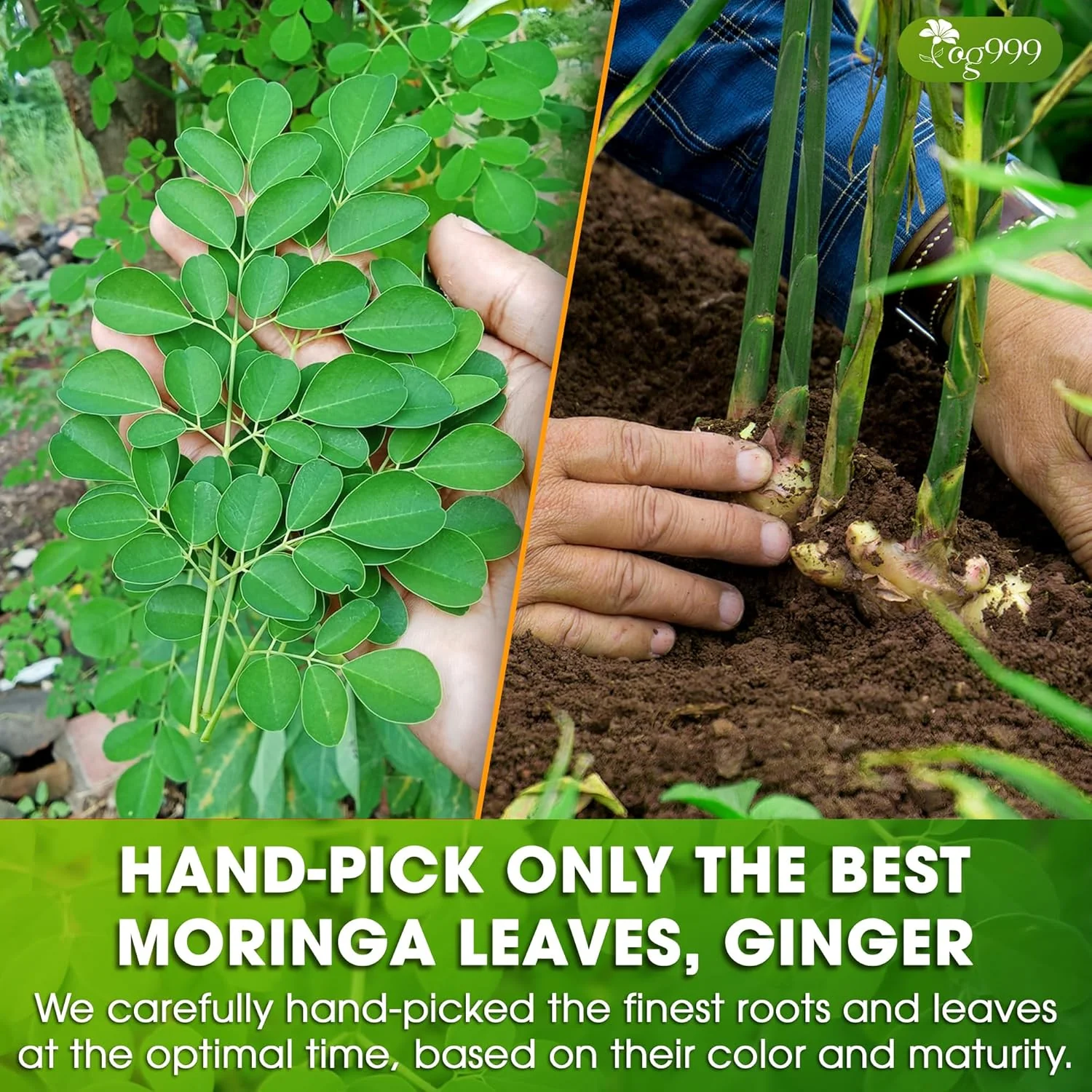 Premium Moringa Ginger Herbal Tea - Image 6