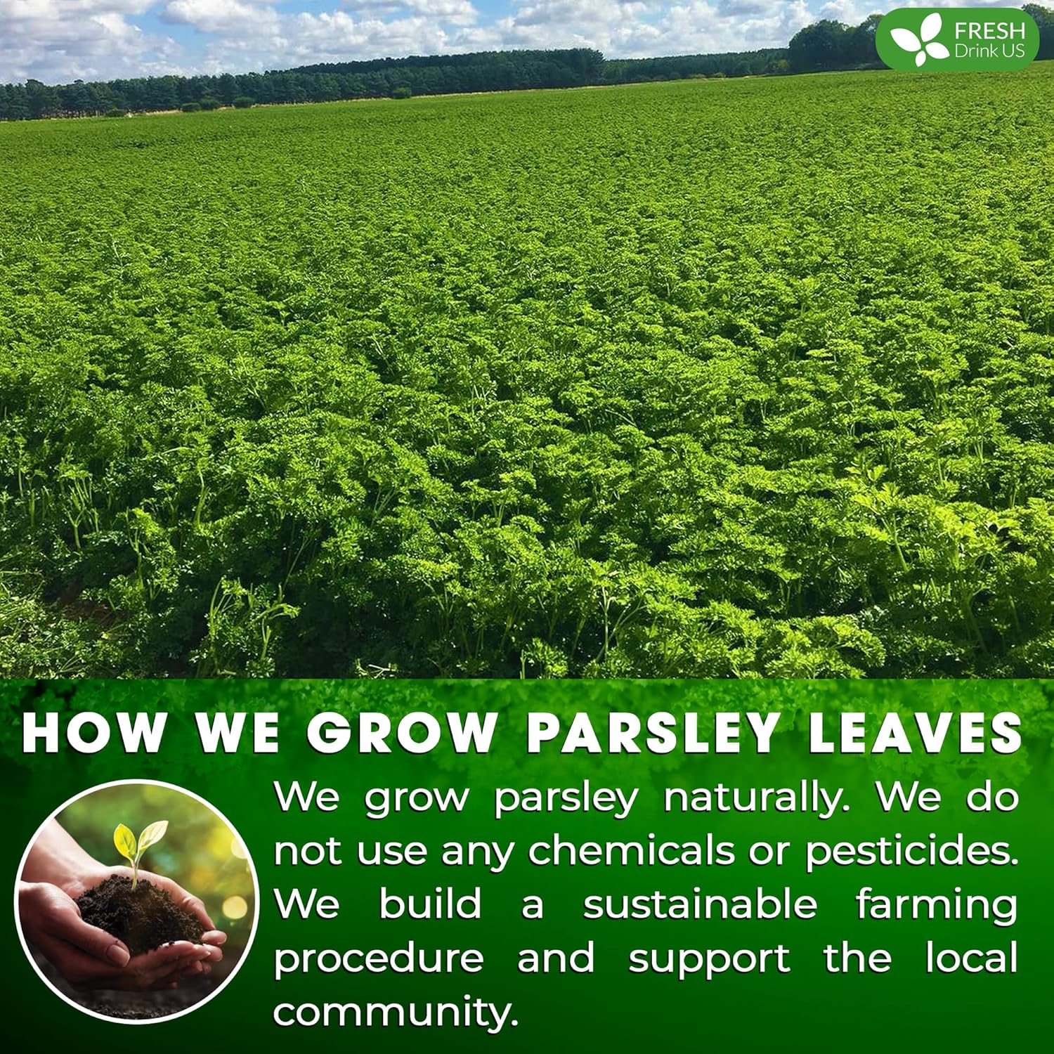 Premium Parsley Leaf Tea Bags, 100% Natural & Pure from Parsley Leaves. - Image 5