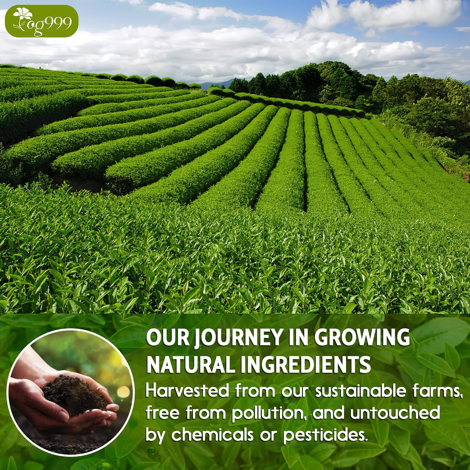 Premium Sencha Green Tea Bags, 100% Natural & Pure from Sencha Green Tea Leaves - Image 3