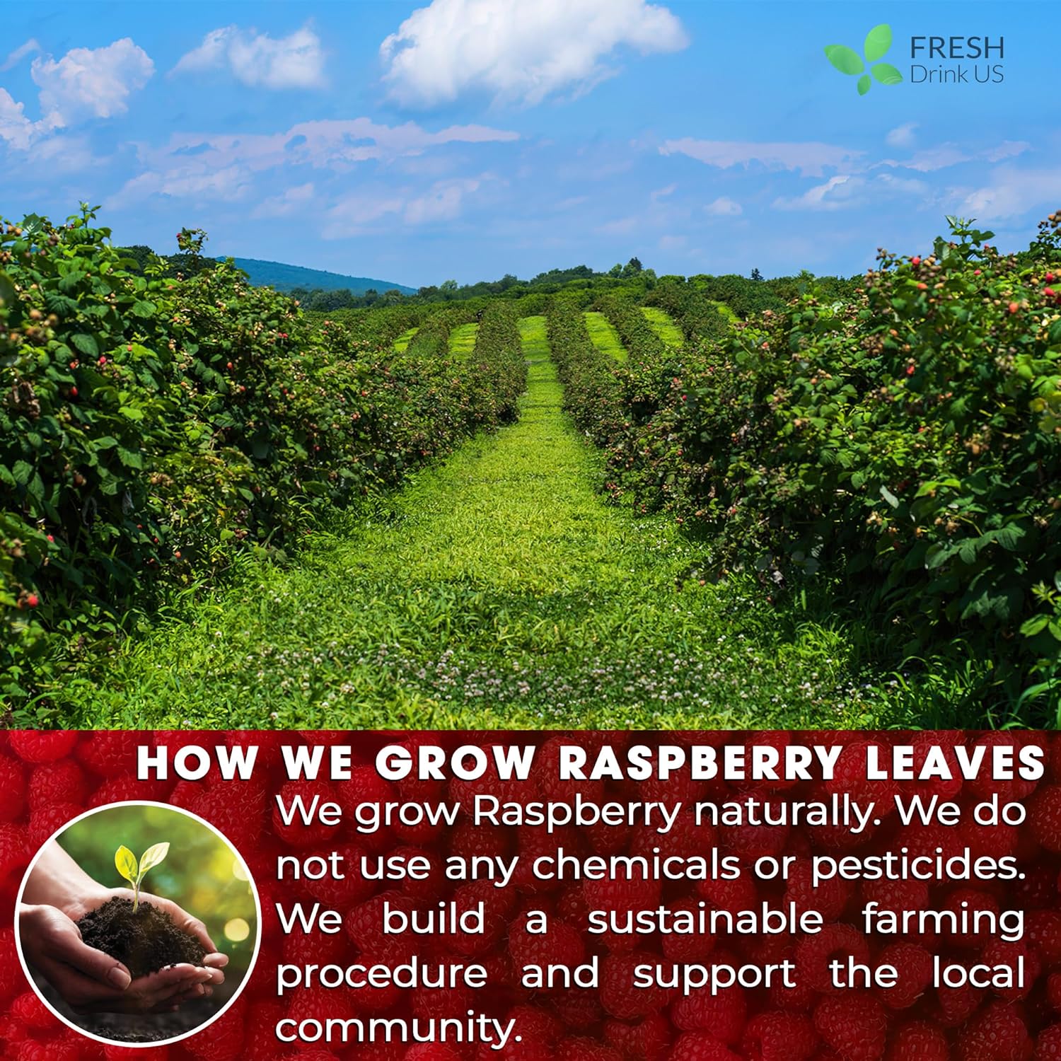 Raspberry Leaf Tea Bags, 100% Natural & Pure from Raspberry Leaves. Loose Leaf Raspberry Herbal Tea, Made with Natural Material Tea Bags, Raspberry Leaf Tea. No Sugar, No Caffeine, No Gluten, Vegan. - Image 5