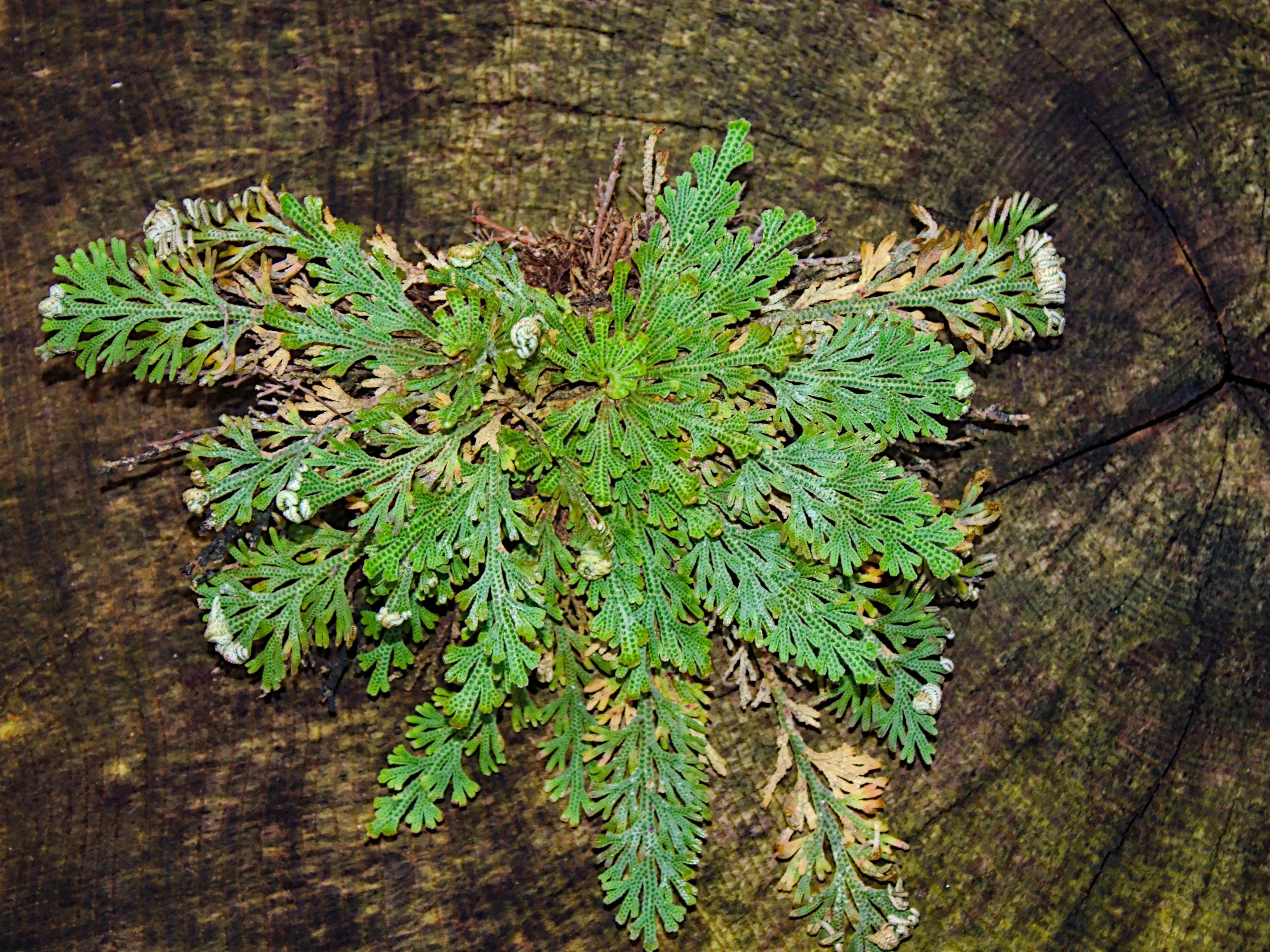 SMALL Live RESURRECTION PLANT Rose of Jericho Dinosaur Fern Miracle Air Houseplant - Image 7