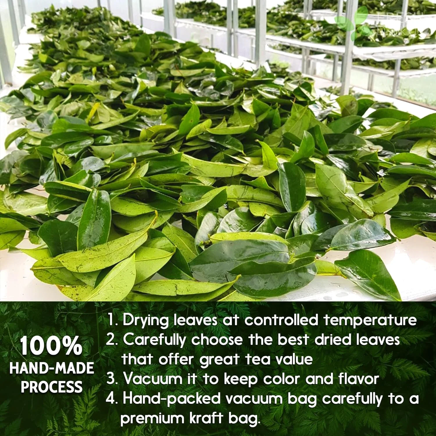 Soursop Leaves Tea Version 2 - Image 9