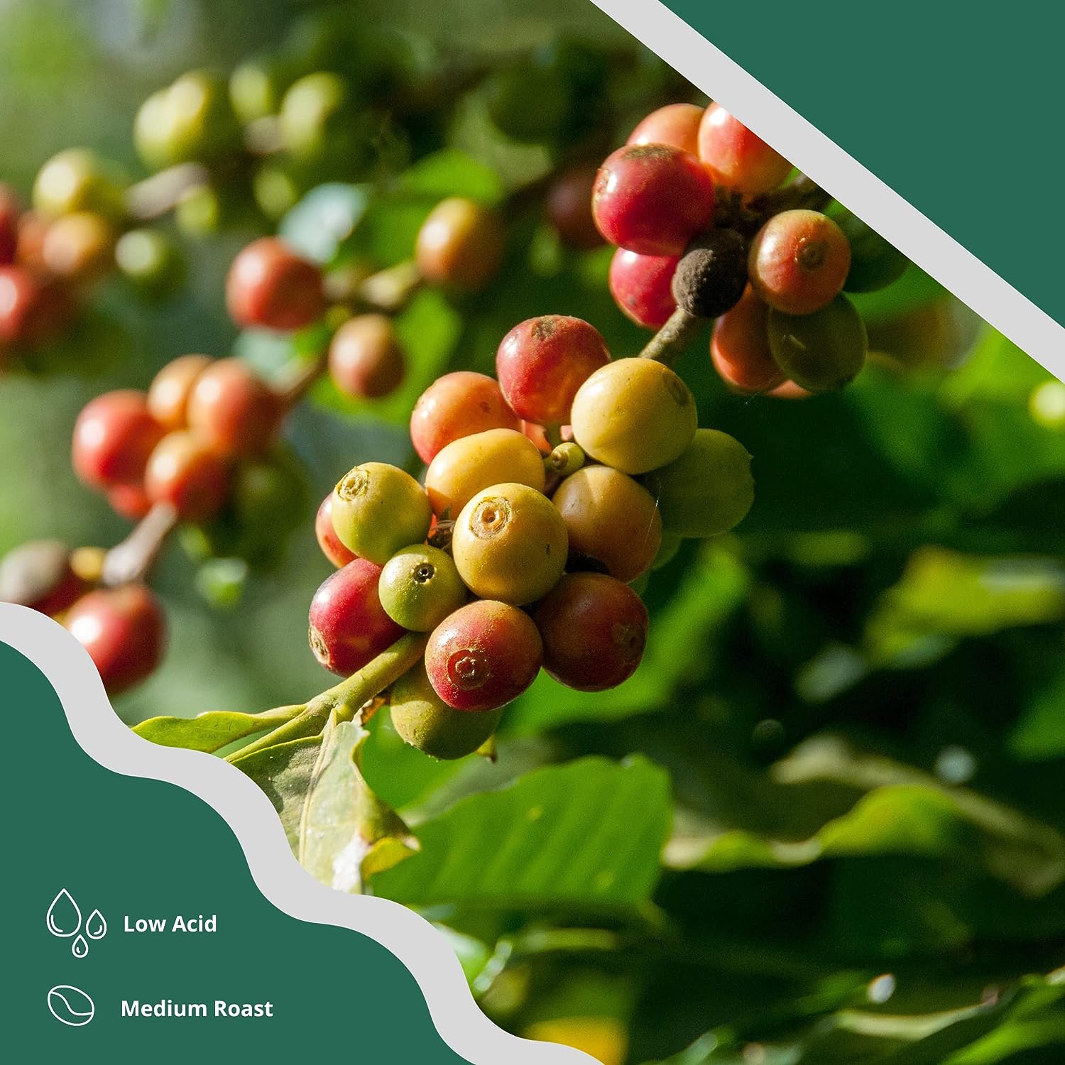 Dakoli S-Cup Coffee, Medium and Dark Roast, 100% Vietnamese Robusta Coffee - Image 6