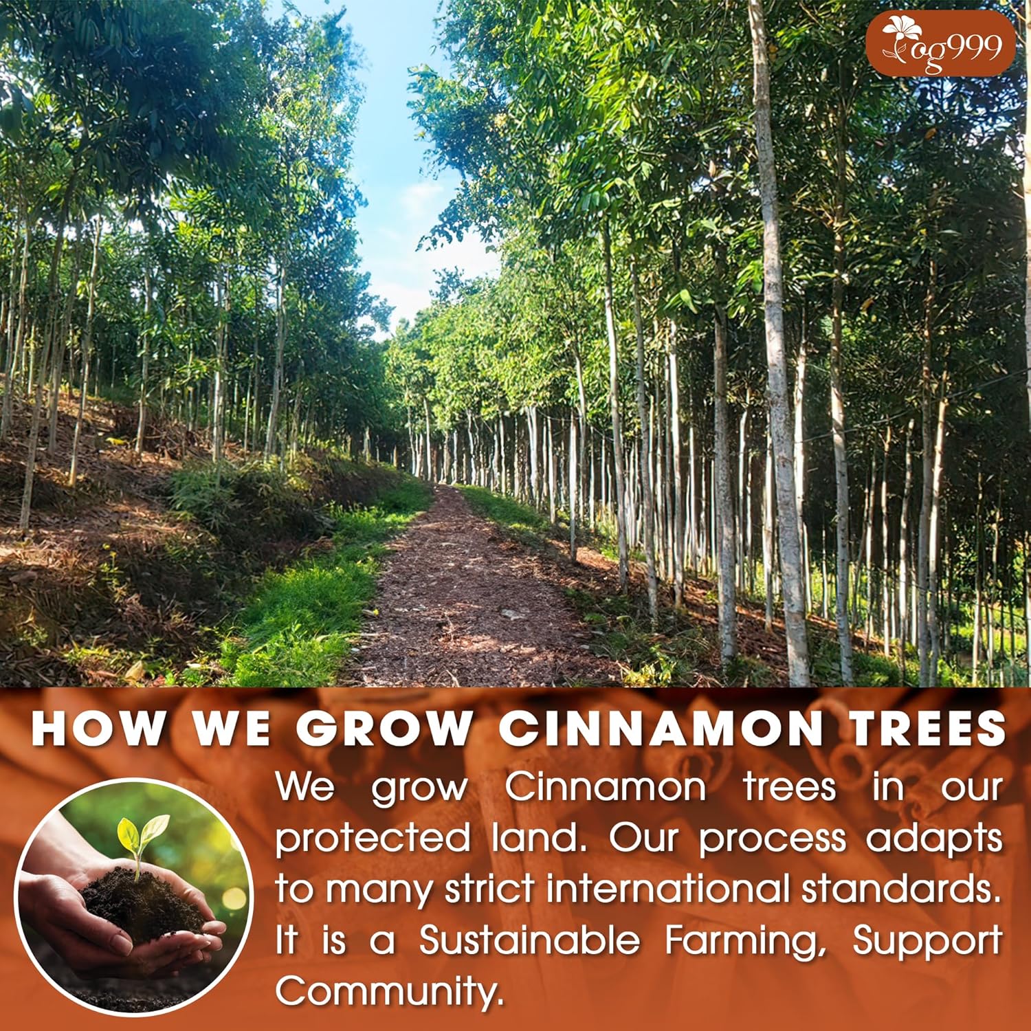 TOG999, Premium 135 Tea Bags - Special Cinnamon Tea, 100% Natural & Pure Cinnamon Bark. Cinnamon Herbal Tea. Cinnamon Stick Herbal Spice Tea. No Sugar, No Caffeine, No Gluten, Vegan. - Image 4